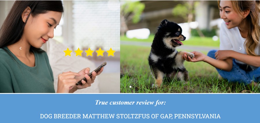 Matthew Stoltzfus Dog Breeder Customer REviews